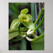 Poster Orchidée vanille (Devant)