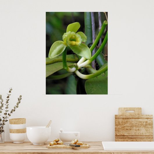 Poster Orchidée vanille (Cuisine)