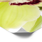 Poster Orchidée verte fraîche - Isolé sur blanc (Coin)