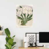 Poster Orchidée Vexillarium Odontoglossum (Bureau à domicile)