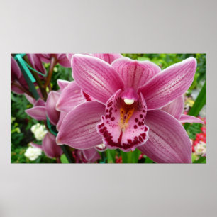 Poster Orchidée violette Élégante Florale