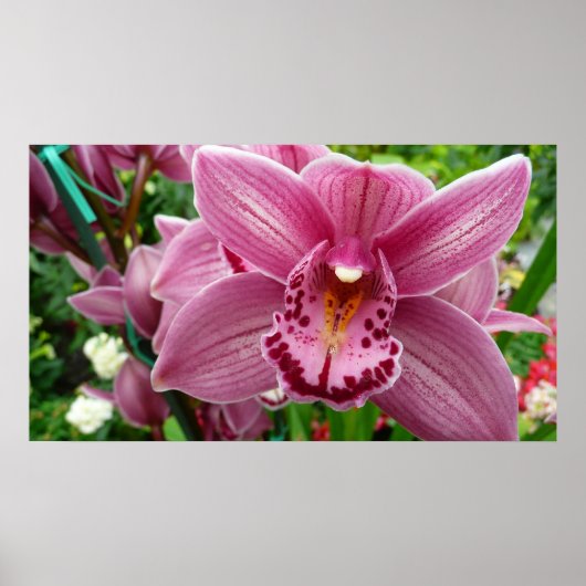 Poster Orchidée violette Élégante Florale (Devant)