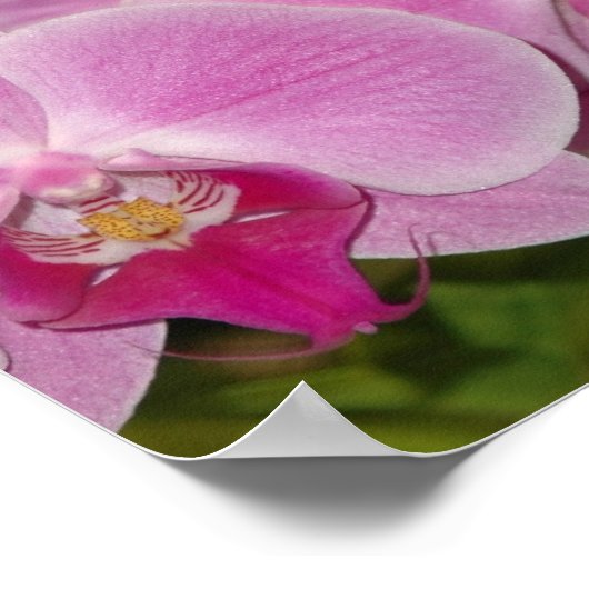 Poster Orchidées (Coin)
