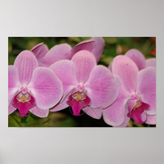 Poster Orchidées