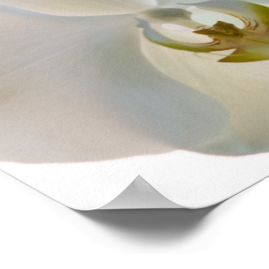 Poster Orchidées blanches (Coin)