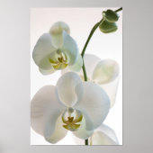 Poster Orchidées blanches (Devant)