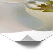 Poster Orchidées blanches (Coin)