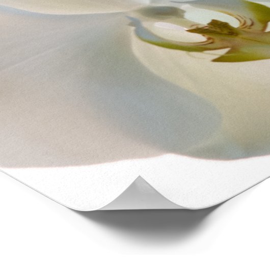 Poster Orchidées blanches (Coin)