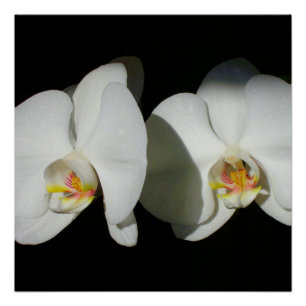 Poster Orchidées blanches élégantes, photo à fleurs tropi
