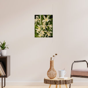 Poster Orchidées blanches et fougères florales