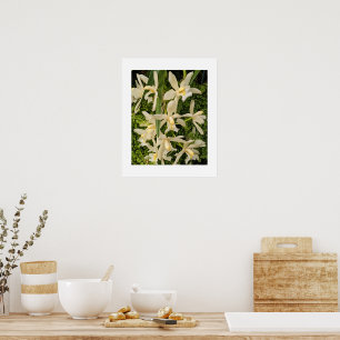Poster Orchidées blanches et fougères florales