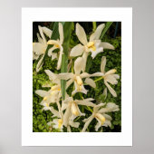 Poster Orchidées blanches et fougères florales (Devant)