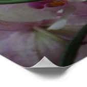 Poster Orchidées blanches et violettes (Coin)