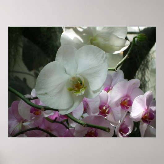 Poster Orchidées blanches et violettes (Devant)