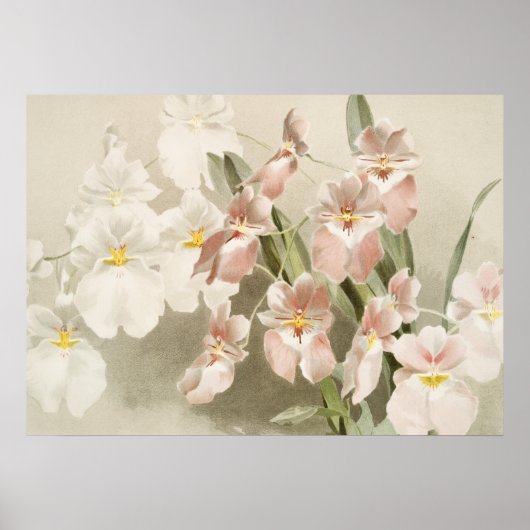 Poster Orchidées blanches Fleur Vintage vieille illustrat (Devant)