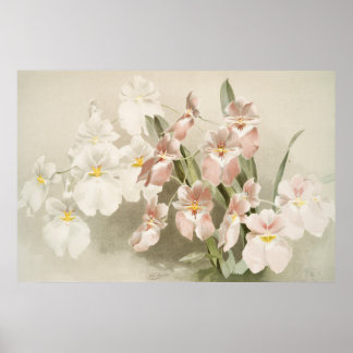 Poster Orchidées blanches Fleur Vintage vieille illustrat