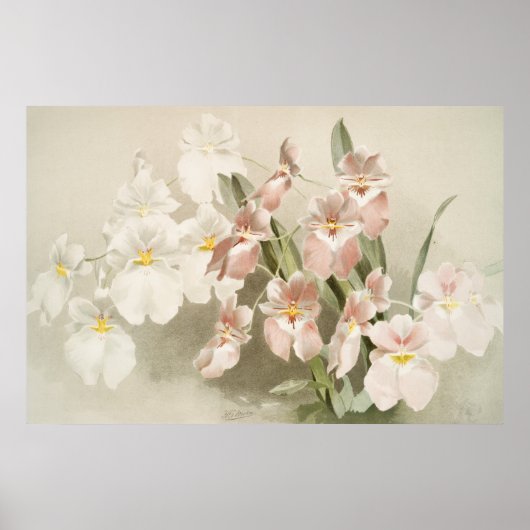 Poster Orchidées blanches Fleur Vintage vieille illustrat (Devant)