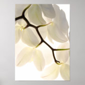 Poster Orchidées blanches sur blanc (Devant)