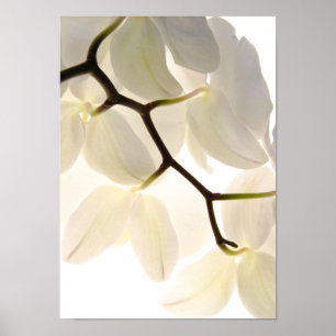 Poster Orchidées blanches sur blanc