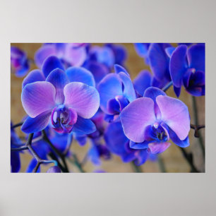 Poster Orchidées bleue et rose