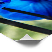 Poster Orchidées bleues (Coin)