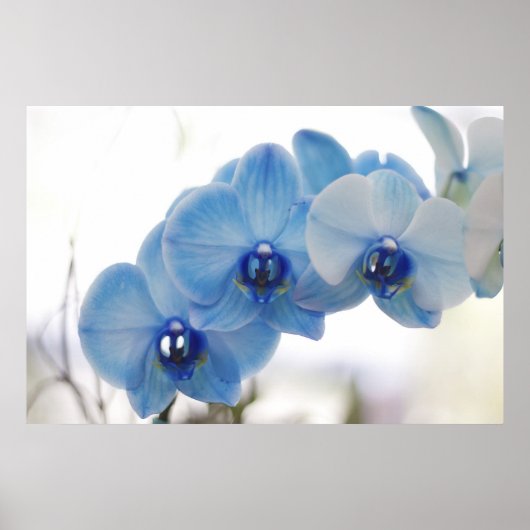 Poster Orchidées bleues (Devant)