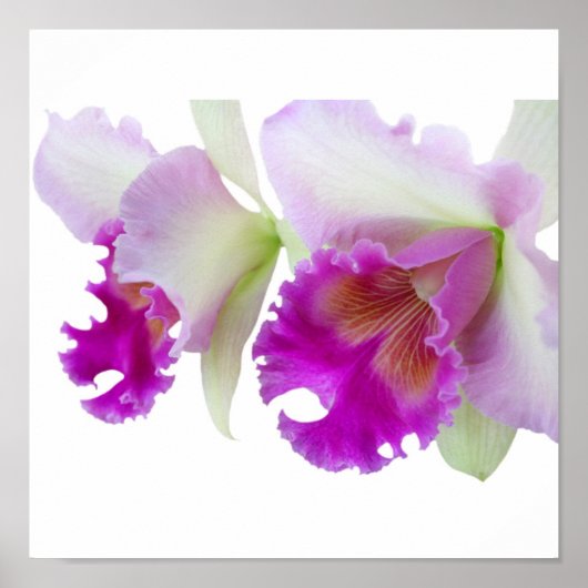 Poster Orchidées (Cattleya) (Devant)