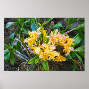 Poster Orchidées Cattleya jaunes à Hawaii