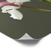 Poster Orchidées Cymbidium Insigne Rose (Coin)