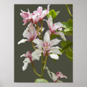 Poster Orchidées Cymbidium Insigne Rose (Devant)