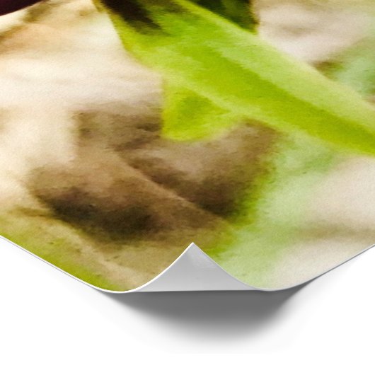 Poster Orchidées d'ânes (Coin)