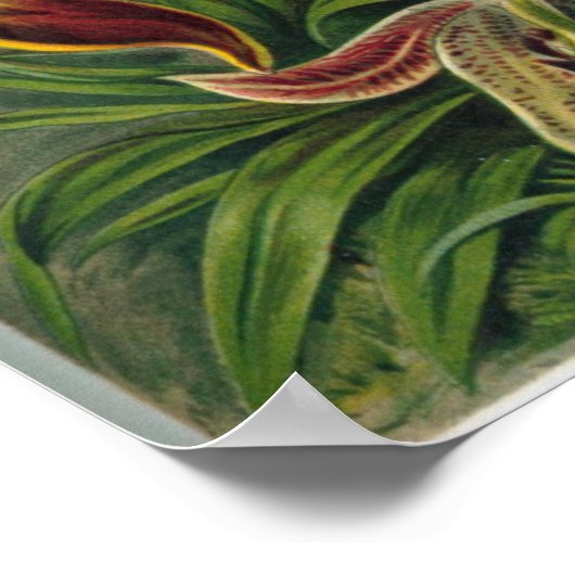 Poster Orchidées d'art - Formes d'art de la nature (Coin)