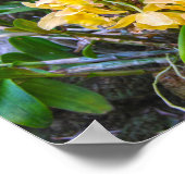Poster Orchidées de Cattleya jaune à Hawaii (Coin)