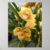 Poster Orchidées de Cymbidium Jaune (Devant)