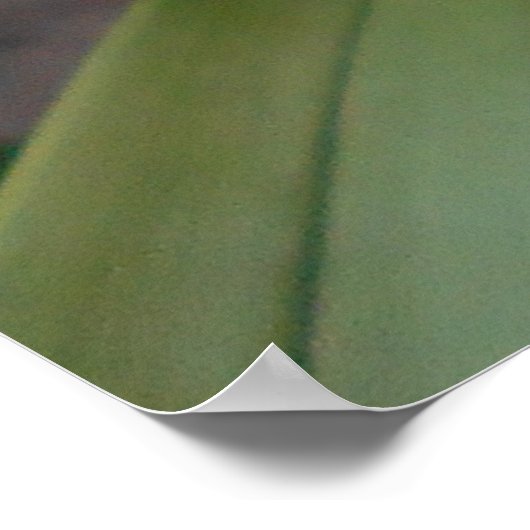 Poster Orchidées de Cymbidium Jaune (Coin)