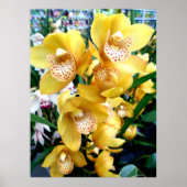 Poster Orchidées de Cymbidium Jaune (Devant)