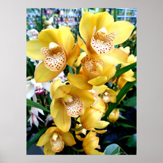 Poster Orchidées de Cymbidium Jaune (Devant)