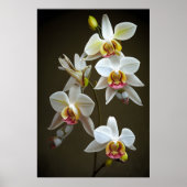 Poster Orchidées Dendroium (Devant)