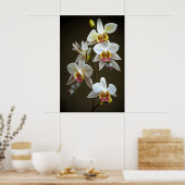 Poster Orchidées Dendroium (Cuisine)
