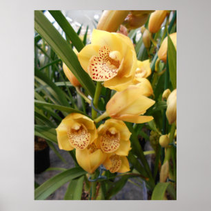 Poster Orchidées du Cymbidium jaune
