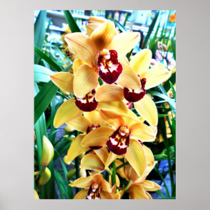 Poster Orchidées du Cymbidium jaune