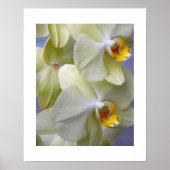 Poster Orchidées Fleur Mothe Jaune Pâle Floral (Devant)