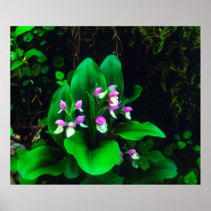Poster Orchidées Fleurs sauvages