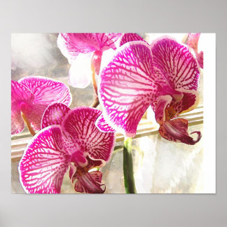 Poster orchidées fushcia