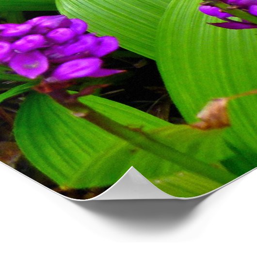 Poster Orchidées hawaïennes (Coin)