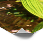 Poster Orchidées hawaïennes sauvages (Coin)