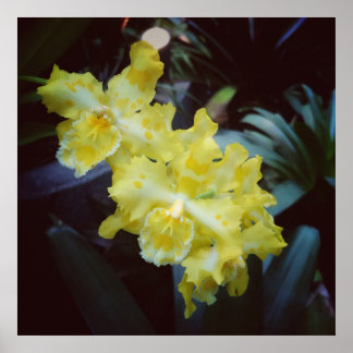 Poster Orchidées jaunes sur fond sombre