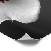 Poster Orchidées monochromes (Coin)