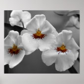 Poster Orchidées monochromes (Devant)