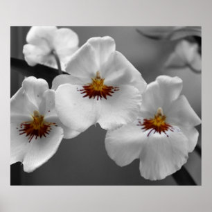 Poster Orchidées monochromes